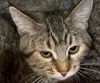 adoptable Cat in MSC, UT named ROXANNE