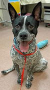 adoptable Dog in , UT named MYRA