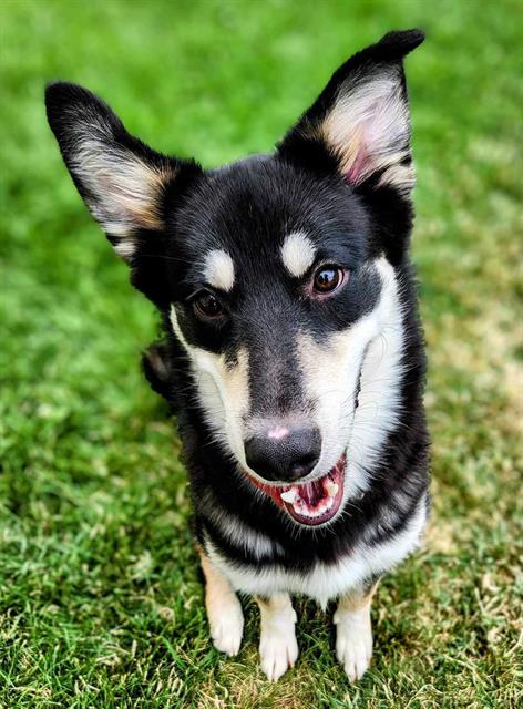 adoptable Dog in MSC, UT named TAZ