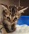 adoptable Cat in MSC, UT named AMOS