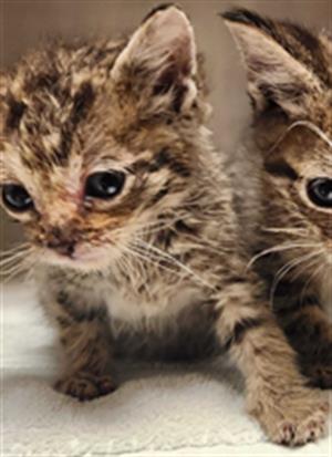 adoptable Cat in MSC, UT named ANDY