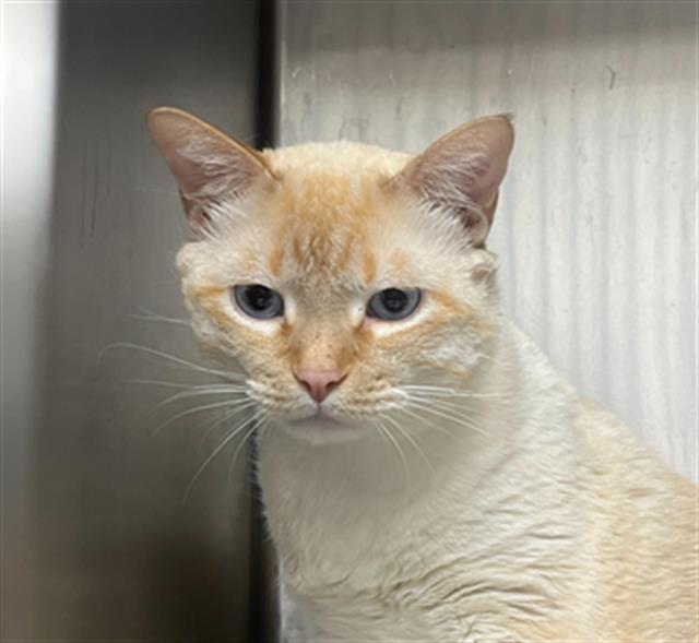 adoptable Cat in MSC, UT named FRANK