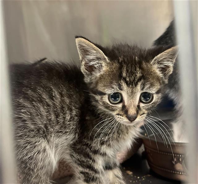 adoptable Cat in MSC, UT named HENNY