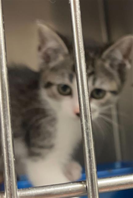 adoptable Cat in MSC, UT named PADMA