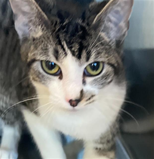 adoptable Cat in MSC, UT named KAYVA