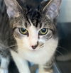 adoptable Cat in , UT named KAYVA