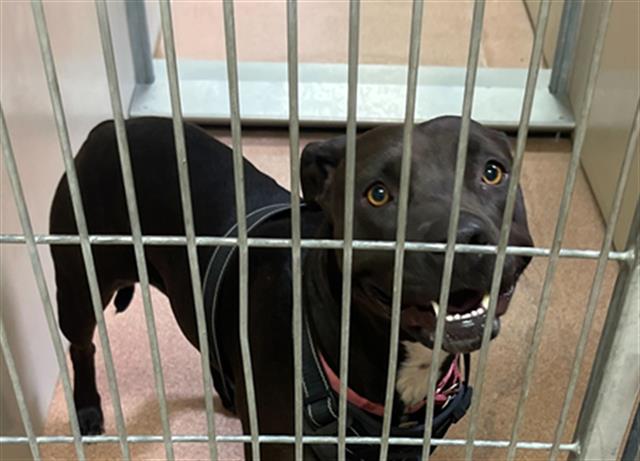 adoptable Dog in MSC, UT named SHILOH