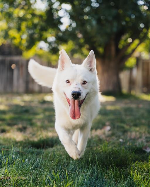 adoptable Dog in MSC, UT named MAX