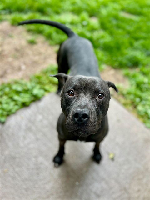 picture of the dog needing adoption