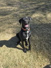 adoptable Dog in  named RAMBO