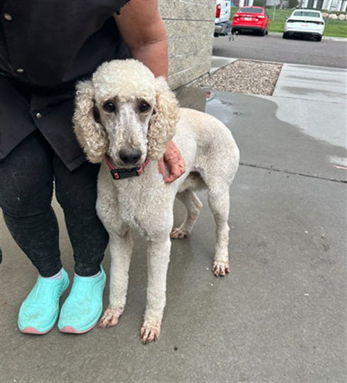 picture of the dog needing adoption