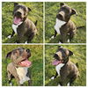 adoptable Dog in msc, UT named HANK