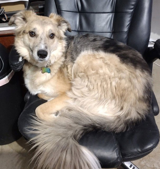 adoptable Dog in MSC, UT named SHILOH