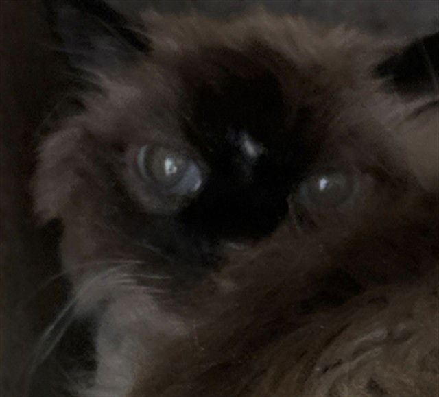 adoptable Cat in MSC, UT named KATT