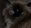 adoptable Cat in  named KATT