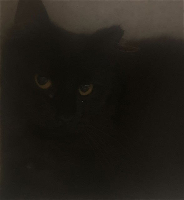 adoptable Cat in MSC, UT named BETTY BOOP