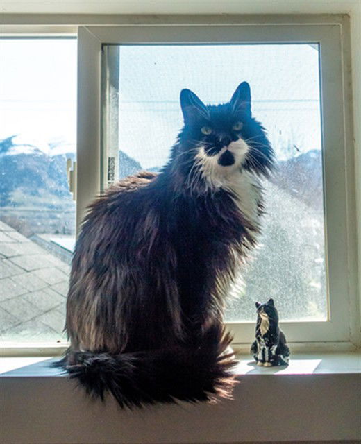 adoptable Cat in MSC, UT named SCARLETT