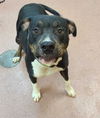 adoptable Dog in msc, UT named HIBISCUS
