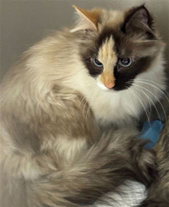 adoptable Cat in MSC, UT named MOCHI