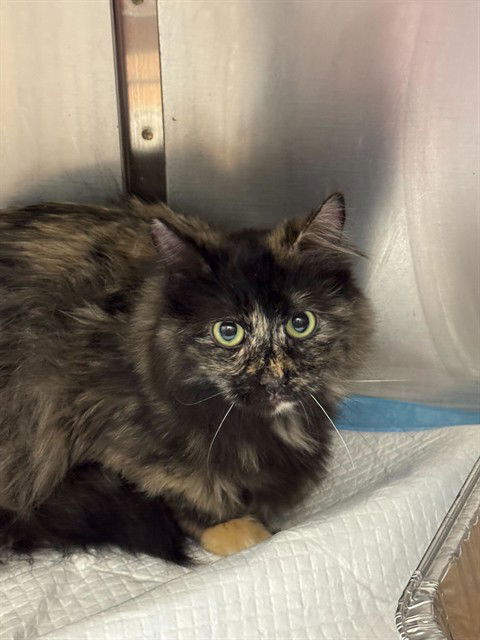 adoptable Cat in MSC, UT named PANDORA