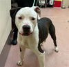 adoptable Dog in msc, UT named JAX