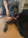 adoptable Dog in  named DEEDEE