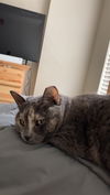 adoptable Cat in msc, UT named KIMCHI