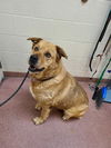 adoptable Dog in msc, UT named JOURNEY