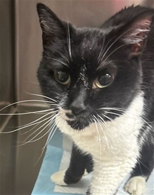 adoptable Cat in MSC, UT named PUFFIN