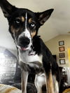 adoptable Dog in  named REMI