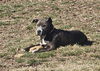 adoptable Dog in  named BELLA