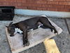 adoptable Dog in  named ROUTY