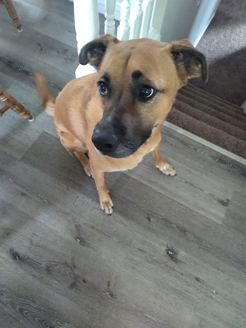 adoptable Dog in MSC, UT named BELLA