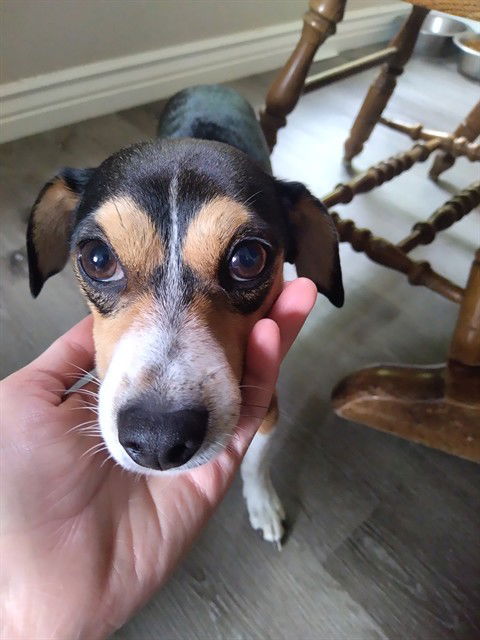 adoptable Dog in MSC, UT named ARLO