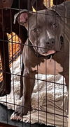 adoptable Dog in  named ZEUS