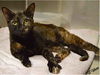 adoptable Cat in msc, UT named KOKO