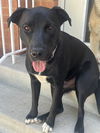adoptable Dog in msc, UT named MAC