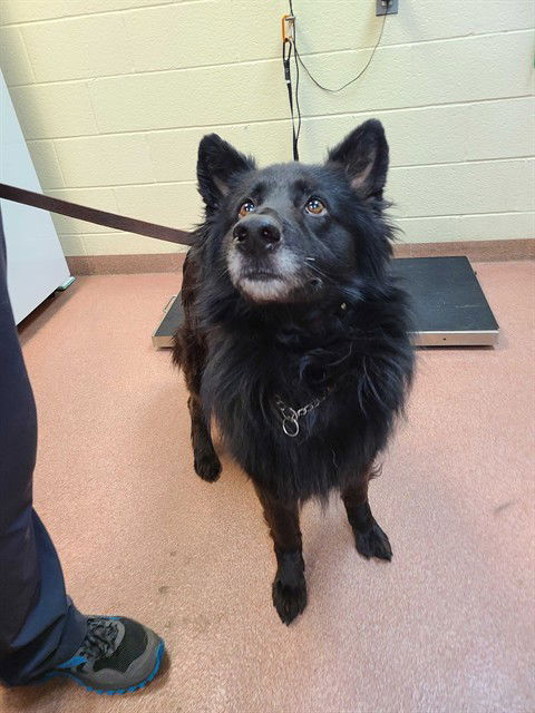 adoptable Dog in MSC, UT named POISON