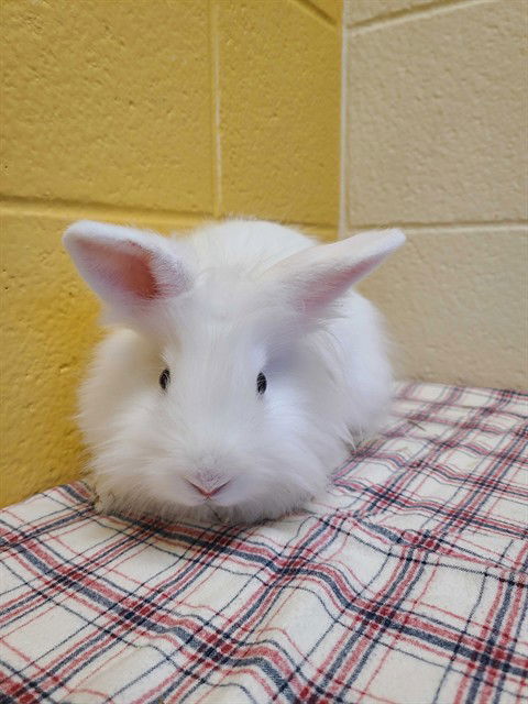 adoptable Rabbit in MSC, UT named KIKUYU
