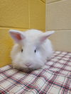 adoptable Rabbit in  named KIKUYU