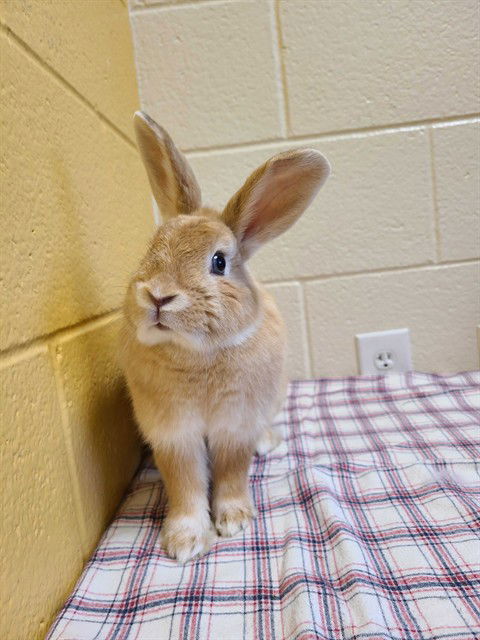 adoptable Rabbit in MSC, UT named SETARIA