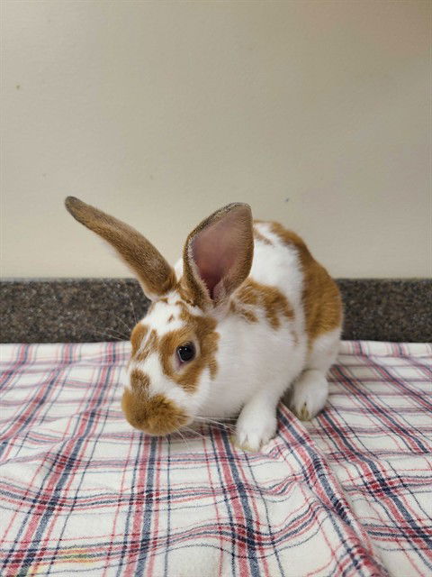 adoptable Rabbit in MSC, UT named SCUTCH