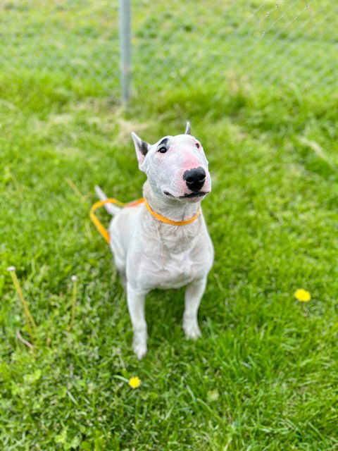 adoptable Dog in MSC, UT named BEETLEJUICE