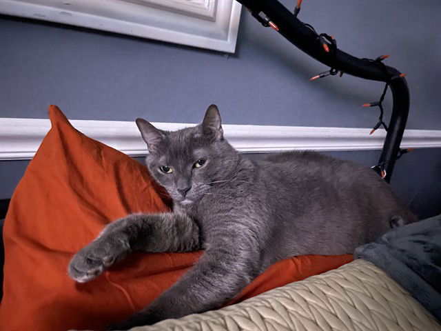 adoptable Cat in MSC, UT named ALICE