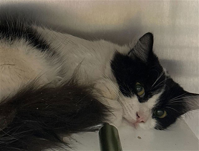 adoptable Cat in MSC, UT named SPARKLER