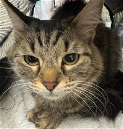 adoptable Cat in MSC, UT named SNOW CONE