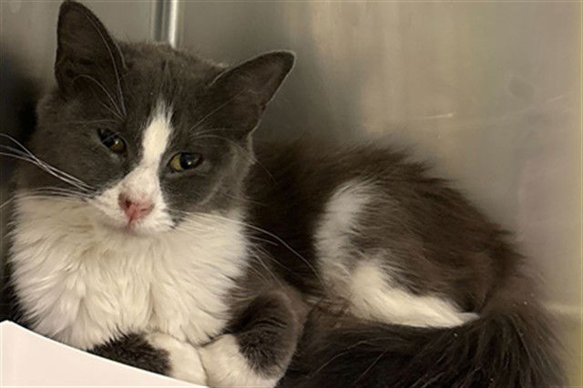 adoptable Cat in MSC, UT named FLUFFY