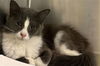adoptable Cat in  named FLUFFY