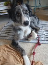 adoptable Dog in MSC, UT named CHARLIE SKY GIRL