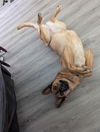 adoptable Dog in msc, UT named LUNA
